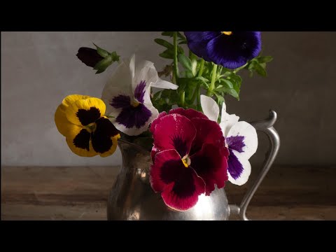 Painting Pansies and fixing mistakes - oil painting demonstration