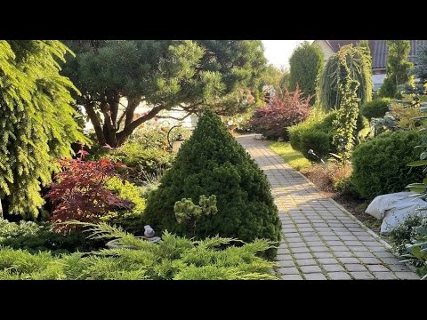 Коллекция хвойных в саду Ольги Молчановой🌿сезон 2023 год🌿