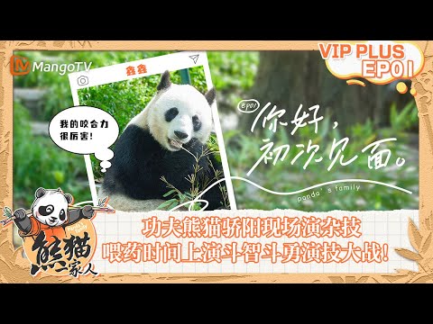 FULL｜熊猫小知识科普～功夫熊猫骄阳现场演杂技，原来熊猫吃饭都是躺着？喂药时间上演斗智斗勇演技大战！｜《熊猫一家人Panda‘s Family》｜EXTRA 01｜MangoTV