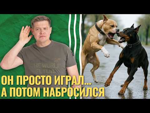 Агрессия у собак к другим собакам — случайность или ваша вина?