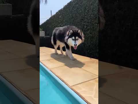 قبل وبعد نمو الحيوانات! #2 🔥🔥🔥