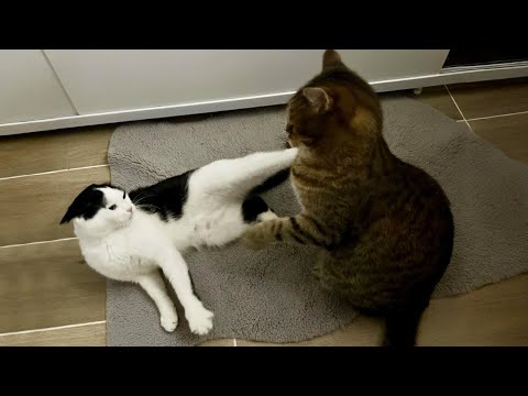 New Funniest Cats Clips 2025😼Try Not To Laugh😜 #39