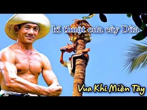 Quá đỉnh! Chủ Nhà Đứng Hình Khi Thấy Vua Khỉ Cưa Những Cây Dừa Kiểu Này Ở Vị Trí Siêu Khó