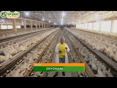 How A Ghanaian Built 150,000 Thousand Empire Of Poultry Farm In Central Region | BIG  Investment