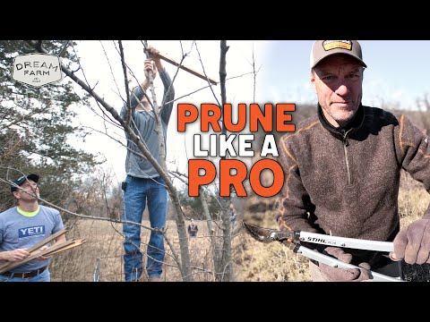 Pros Teach me How to Prune and Fertilize Apple Trees | Dream Farm w/ Bill Winke