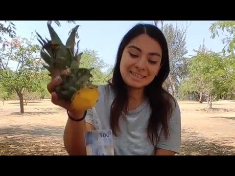 Rich man gives a pineapple filled with money to single mom to save his daughter 😭