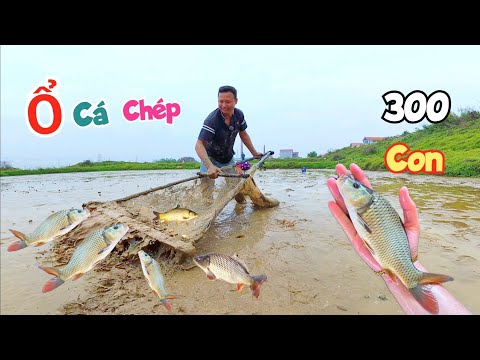 Không Ngờ Ao Nước Cạnh Sông Khi Lũ Cạn Lại Mắc Cạn Nhiều Cá Chép Đến Vậy / Quế Nghịch