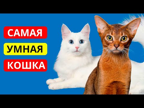 15 самых УМНЫХ пород КОШЕК