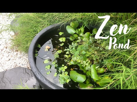 Traditional Japanese Style Rice Fish Patio Pond in Zen Garden: Easy Maintenance/ Feed & Breed