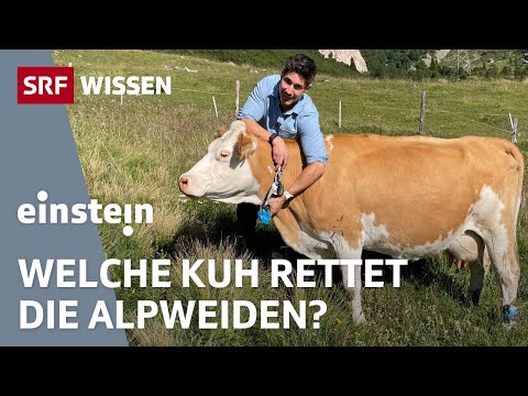 Dying Alpine Pastures: The Search for the Perfect Cow | Einstein | SRF Wissen