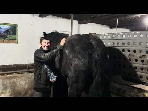 Large Selection of Horses for Sale