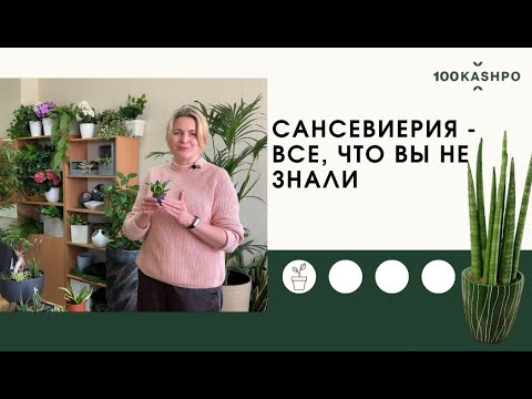 Сансевиерия - все, что вы не знали