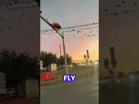 Texas Weather Broke the Birds 🐦 #TexasWeather #OnlyInTexas #FunnyShorts