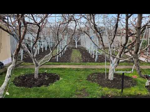 Бордоська суміш "всьо" -  більше не оброблятиму , але є нюанси...