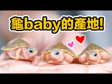 一起去挖龜蛋！最專業的烏龜繁殖場～求偶 交配 產卵 澤龜培育細節大公開！