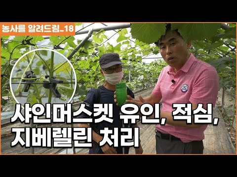 샤인머스켓 결과지 유인, 적심 지베렐린 처리