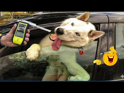 Best Funny Cat and Dog Fails #3 | Try Not To Laugh 2026