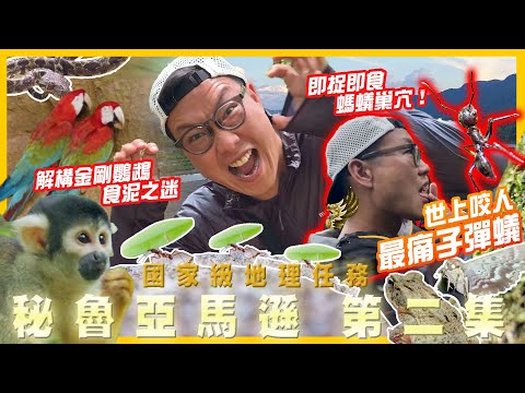 世上咬人最痛嘅子彈蟻🐜 ‼️即捉即食螞蟻巢穴🤢野生動物放題‼️解構🦜金剛鸚鵡食泥之迷🤔《國家級地理任務》秘魯亞馬遜 Ep.2