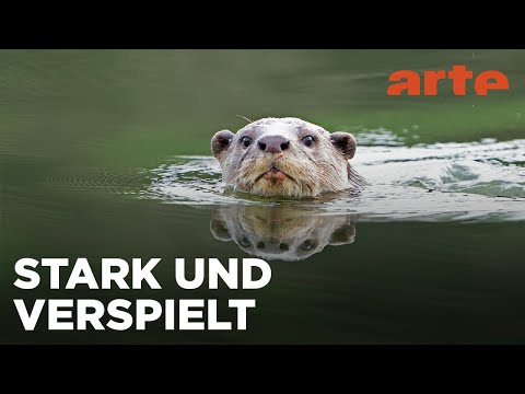 Indiens Otter - Leben am Fluss | ARTE Family