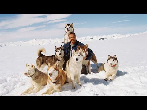 8只狗狗被遗弃南极，艰难求生175天后，终于等来了主人的救援，21分钟看完2006年真实事件改编电影《南极大冒险》