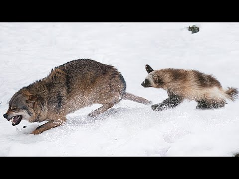 This is why Wolves don't mess with WOLVERINE! A fearless ball of RAGE!