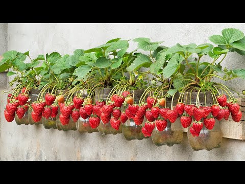 [Gardening at home] How to grow strawberries at home for your family to eat all year