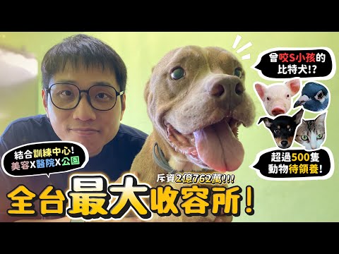 【全台佔地最大收容所!】2億造價!3.7公頃!曾咬S小孩的比特犬!比特爭議?超過500隻動物待領養!比特犬飼主現身說法!【許伯簡芝】
