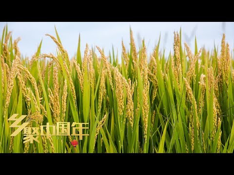 “土著农耕”种水稻，花样翻新卖大米！他创业失败竟靠种植五彩水稻一举翻身！丨「乡聚中国年·产业篇」20220213