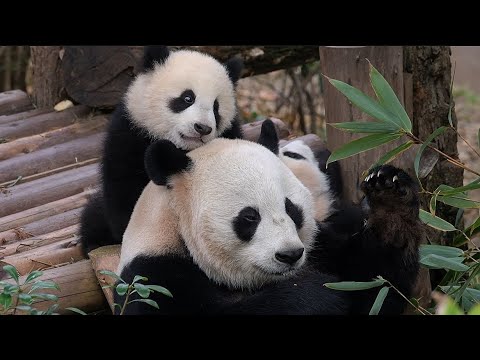 Will Aihin React? Caretaker Mimics Baby Panda's Call So Perfectly! Adorably Cute Moment