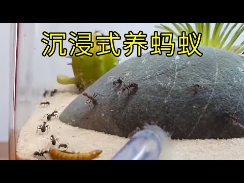 沉浸式养蚂蚁，给蚂蚁们打造了一个天堂和地府，它会喜欢哪个呢？