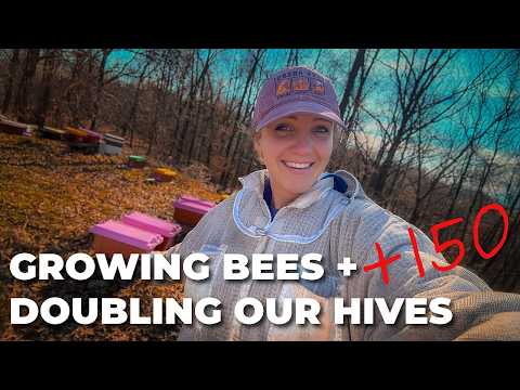 The BEST Time to Split Your Beehives (And How We Doubled Our Colonies) / Beekeeping 101 #beekeeping