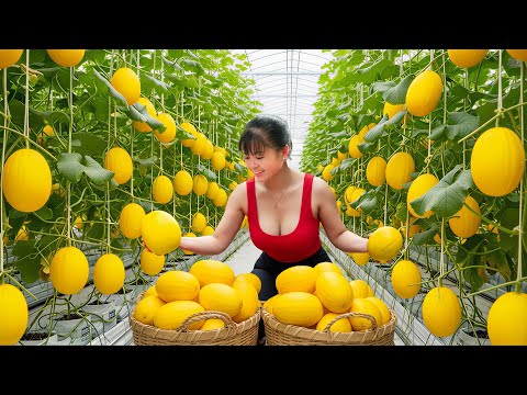 [TIMELAPSE] -- 365 Days Harvesting Organic Yellow Melons & Sweet Milk Melons, Bananas Go To Sell