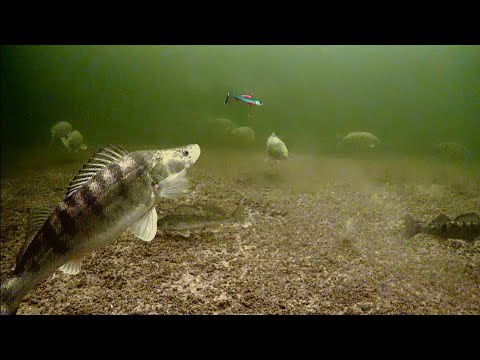 MY HEART SLOWS AT MOMENTS LIKE THIS! HUGE SUDACHAR