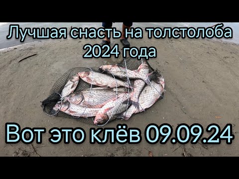 Лучшая снасть на толстолоба 09.09.24.