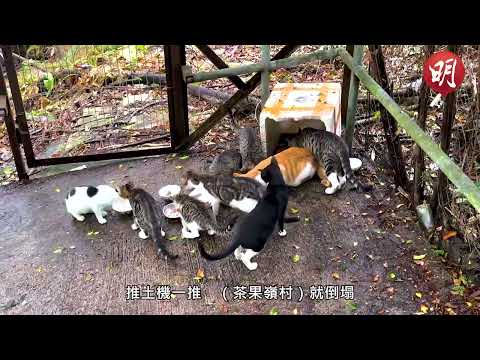 茶果嶺村清拆　市民自發救流浪貓　嘆能力有限「幫到幾多得幾多」｜#茶果嶺 #流浪貓
