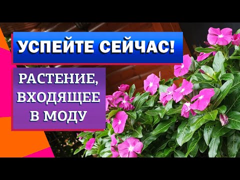 Модные однолетники. Катарантус. От А до Я.