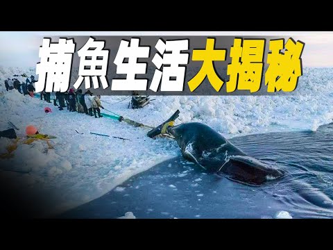 捕魚生活大揭秘（特輯），因紐特人如何捕鯨魚？探秘在拖網漁船上捕魚的日常和全世界最大的捕鯨船又是如何日捕200頭鯨魚？#大脑洞记事