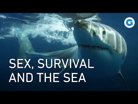 Deadly Love: The Perils of Mating in the Pacific | Full Wildlife Documentary