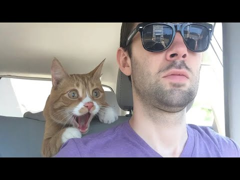 I Wanted a CAT, But God Gave Me a Drama Queen! 😹