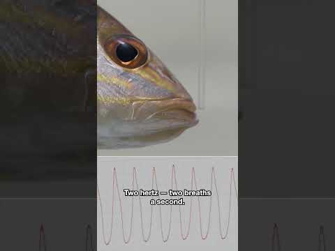 These Fish Are Masters of Detecting Electric Signals | #DeepLook #Shorts