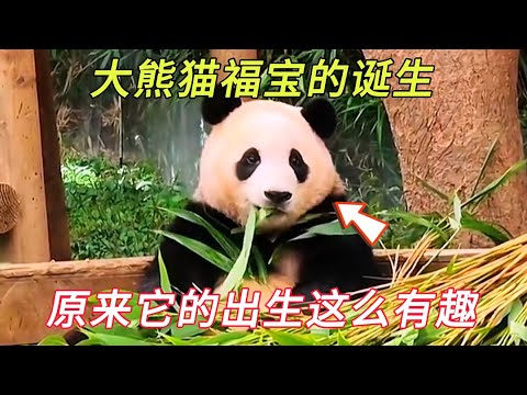 可爱的大熊猫福宝在乐宝和爱宝的努力下诞生