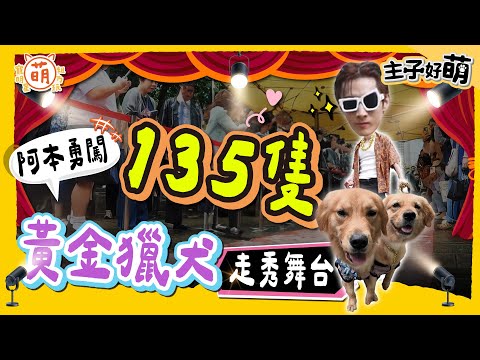 阿本 正式回歸!勇闖135隻黃金獵犬走秀舞台!台味穿搭 狗狗超愛?【 主子好萌 】 萌寵明星粗乃玩 @haveapetday