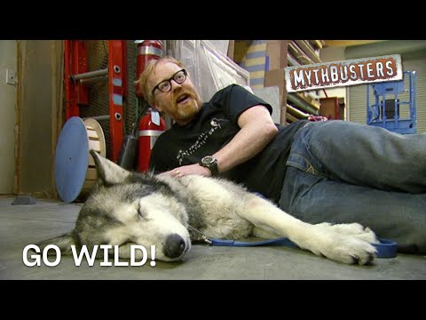 Go Wild! | MythBusters