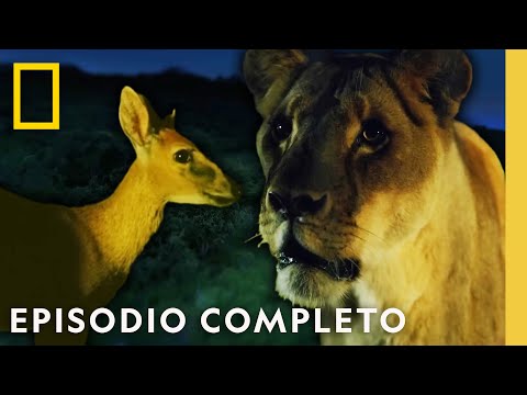 Noches de Miedo | Muerto al Amanecer | Nat Geo en Español