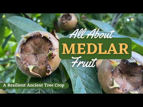 An ancient fruit thrives in my food forest