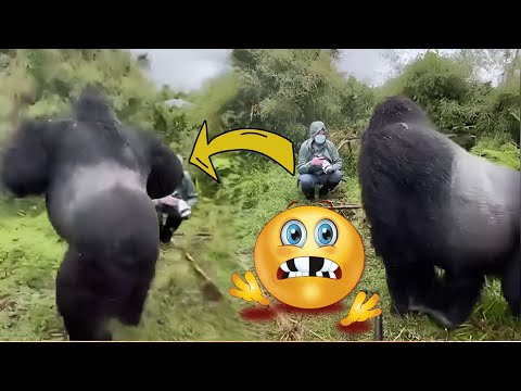 The Funniest GORILLA Compilation.. People's Close Encounters With GORILLAS.😳