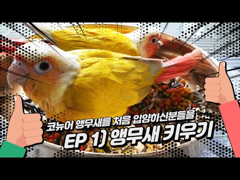 This is a video for those who are raising a conure, the cute national parrot, for the first time.