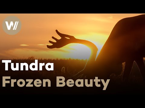 The Tundra Tale - Powerful Nature Documentary on the Sami Reindeer Herders of the Russian Tundra