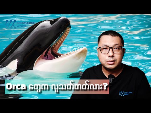 သမုဒ္ဒရာတွေထဲက ကြောက်စရာကောင်းတဲ့ သတ္တဝါ သို့မဟုတ် Orca
