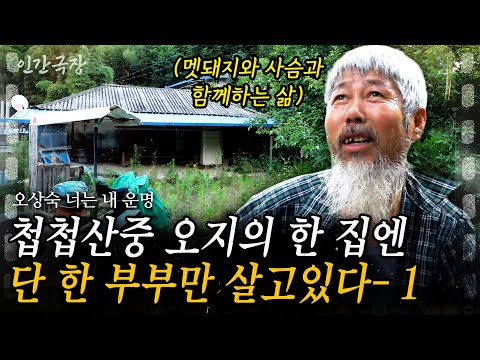 1부🌳 60살 은퇴 후 첩첩산중 곡성의 한 오지에 들어간 부부. 그 곳엔 멧돼지 네마리와 그리고 개까지 3대 가족이 살고 있다! #인간극장 | KBS 2019.07.08